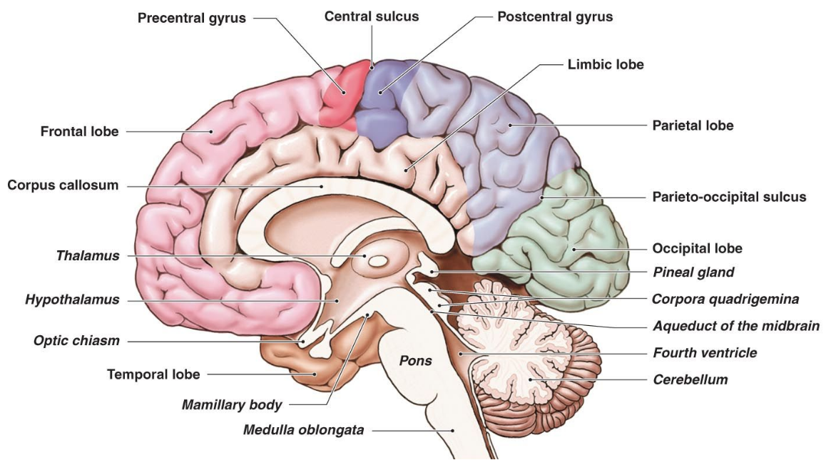 1-A-Neuroanatomy-And-Neuroscience-Basics